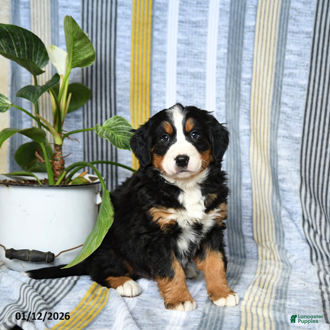 Bernese Mountain Dog dogs for sale: Bear - Ad 2