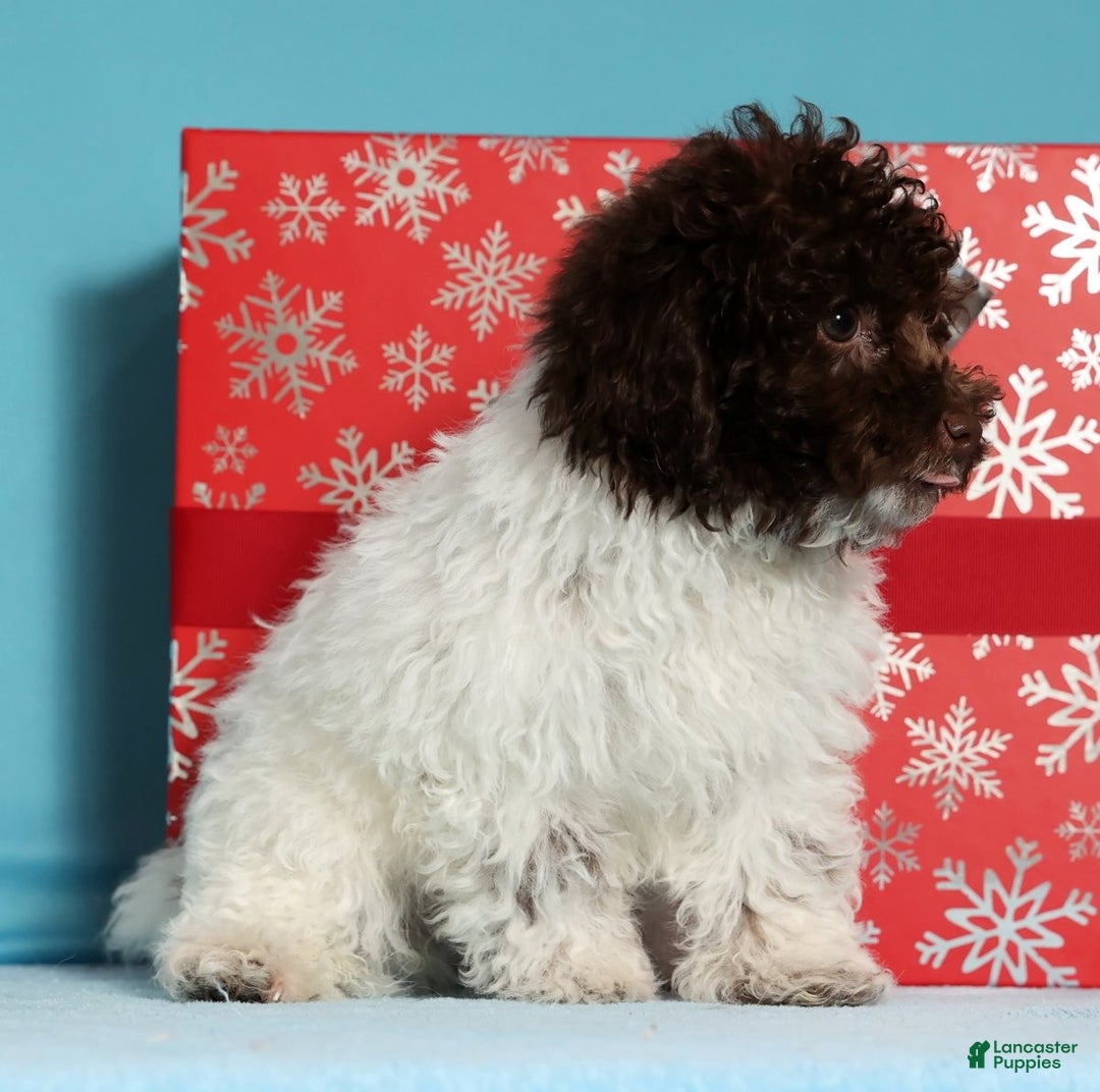 Miniature Poodle dogs for sale: Buddy - Ad 3