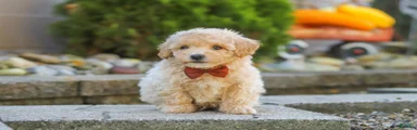 Archie