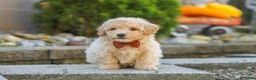 Maltipoo dogs for sale: Archie - Ad 1
