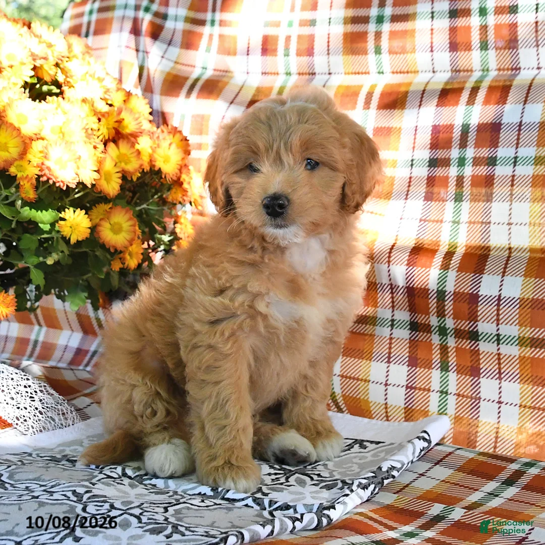 Mini Goldendoodle dogs for sale: Alice - Ad 1