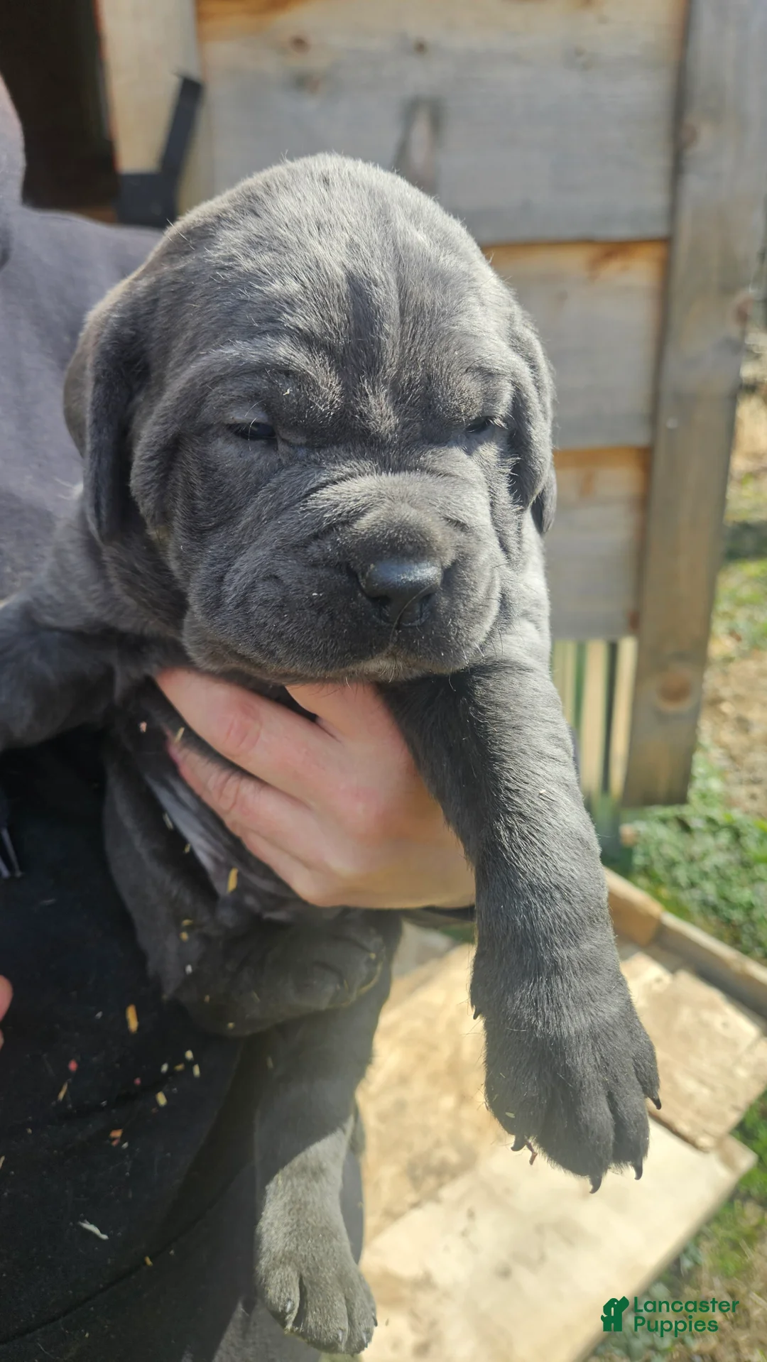 Cane Corso dogs for sale: Grey boy - Ad 1