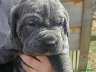 Cane Corso dogs Grey boy - Ad 39