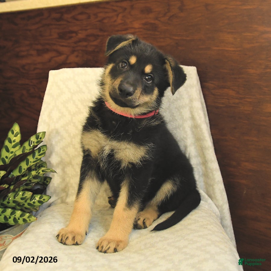 German Shepherd dogs Maddy - Ad 2