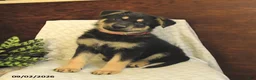 German Shepherd dogs for sale: Maddy - Ad 2