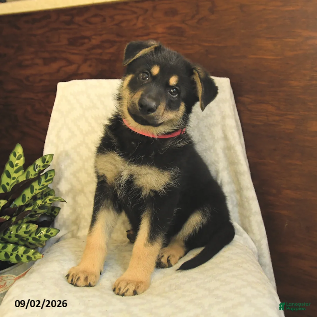 German Shepherd dogs for sale: Maddy - Ad 2