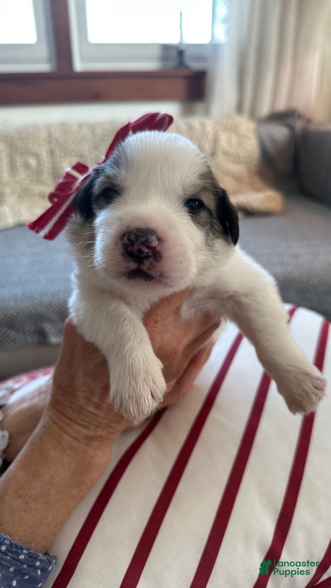 Great Pyrenees dogs for sale: Pink - Ad 1