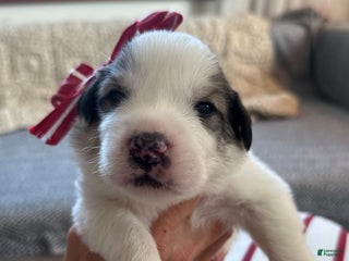 Great Pyrenees dogs Pink - Ad 19