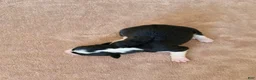 Border Collie dogs for sale: Gracie - Ad 3