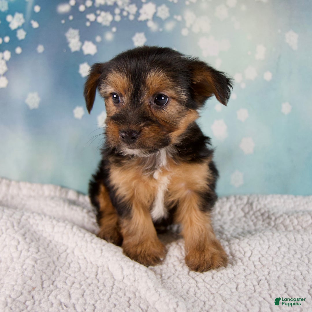 Morkie dogs for sale: Barbie - Ad 3