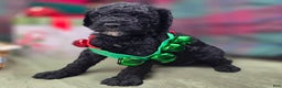 Cockapoo dogs for sale: Crescent - Ad 27