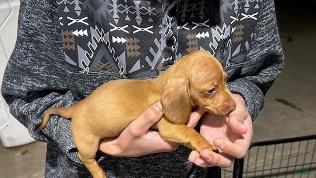 Miniature Dachshund dogs Toy Dachshund Male 1 - Ad 1