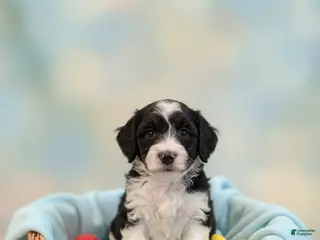 Standard Poodle dogs Oreo - Ad 41