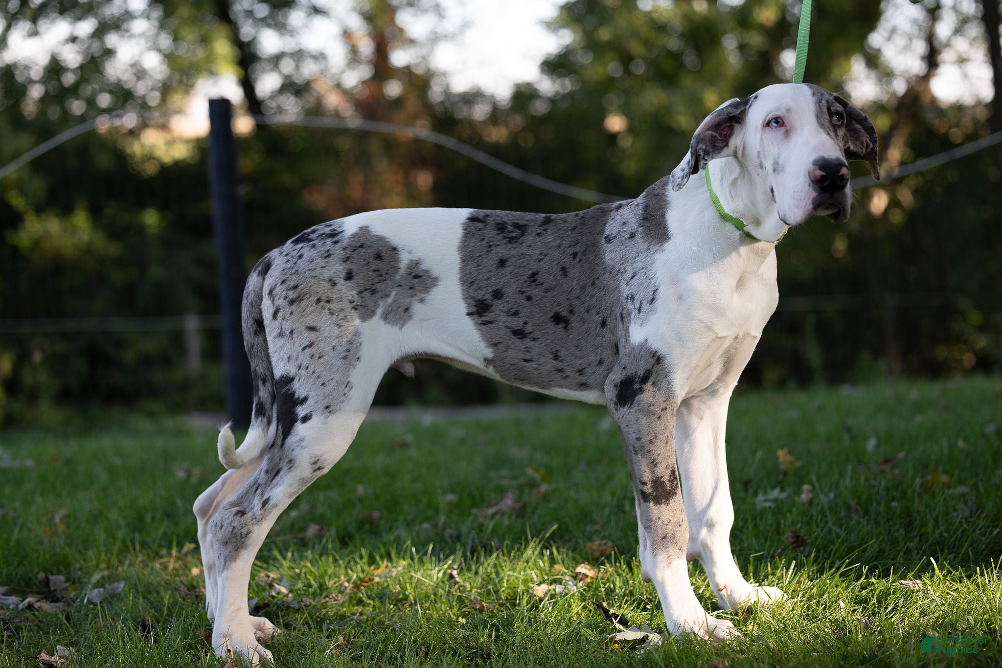 Great Dane dogs for sale: Patches Great Dane  - Ad 1