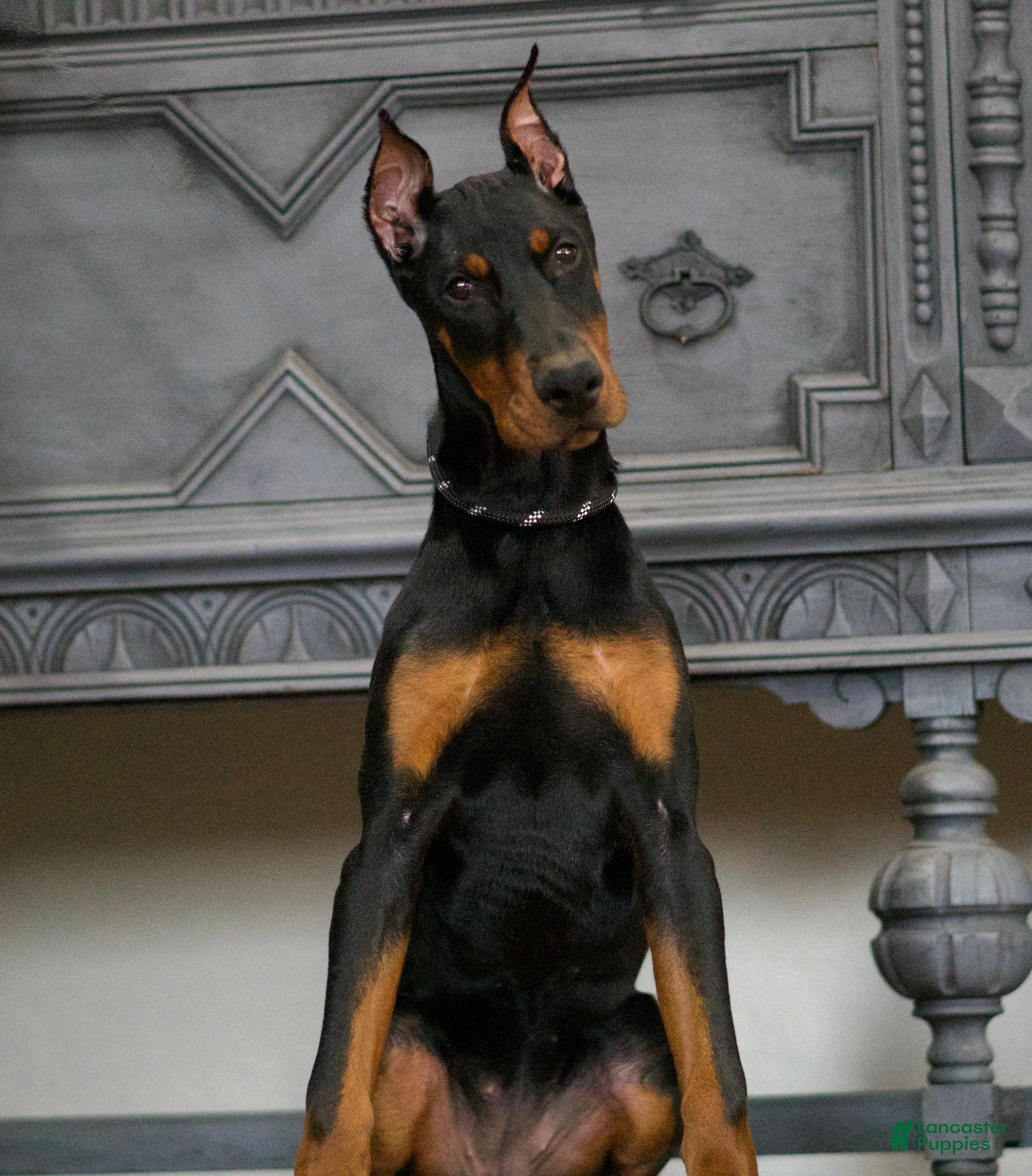 Doberman Pinscher dogs Rushka AKC European Doberman Pinscher HUGE - Ad 1