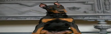 Rushka AKC European Doberman Pinscher HUGE