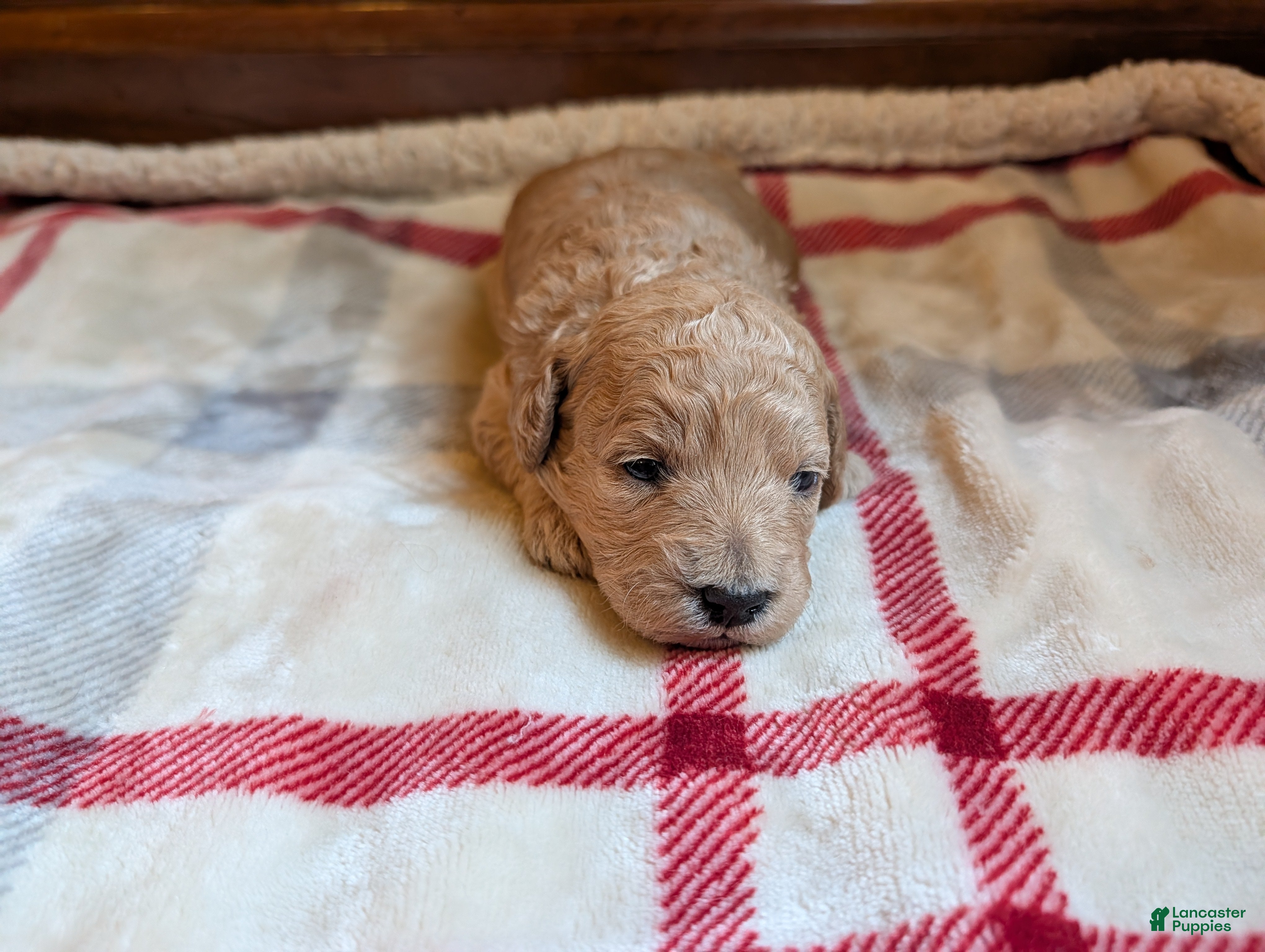 Mini Goldendoodle dogs Cassie - Ad 1