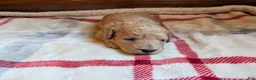 Mini Goldendoodle dogs for sale: Cassie - Ad 1