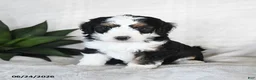 Bernedoodle dogs for sale: Cosmo  - Ad 4