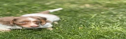 Miniature Dachshund dogs for sale: Plum Dappled LH on hold  - Ad 8
