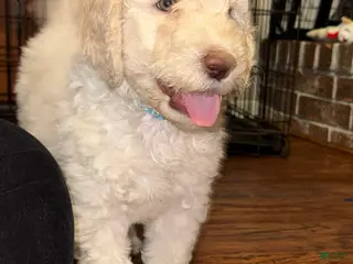 Labradoodle dogs Labradoodle Puppy 1 - Ad 5