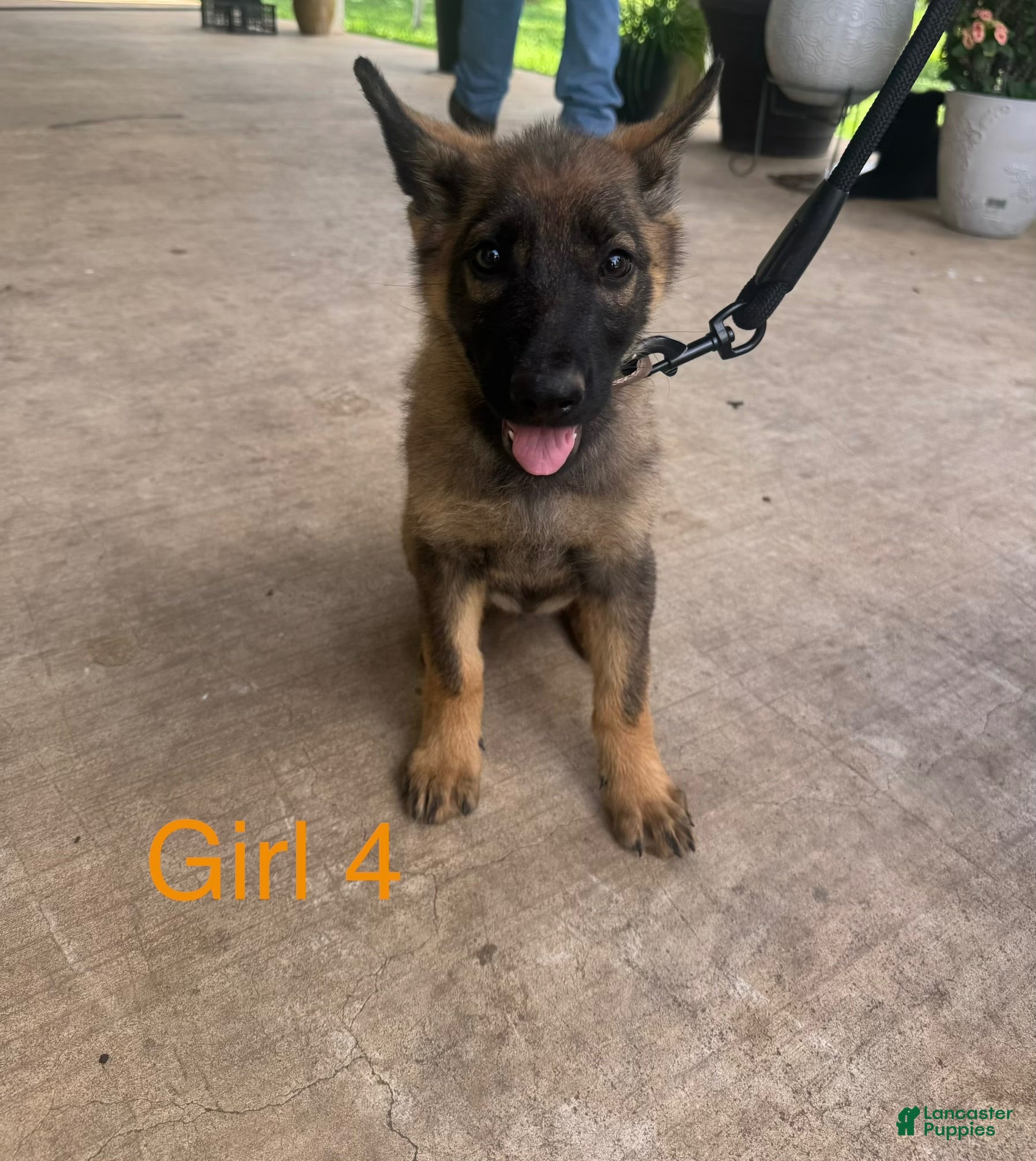 German Shepherd dogs German Shepherd 1 - Ad 1