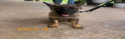 German Shepherd dogs for sale: German Shepherd 1 - Ad 1