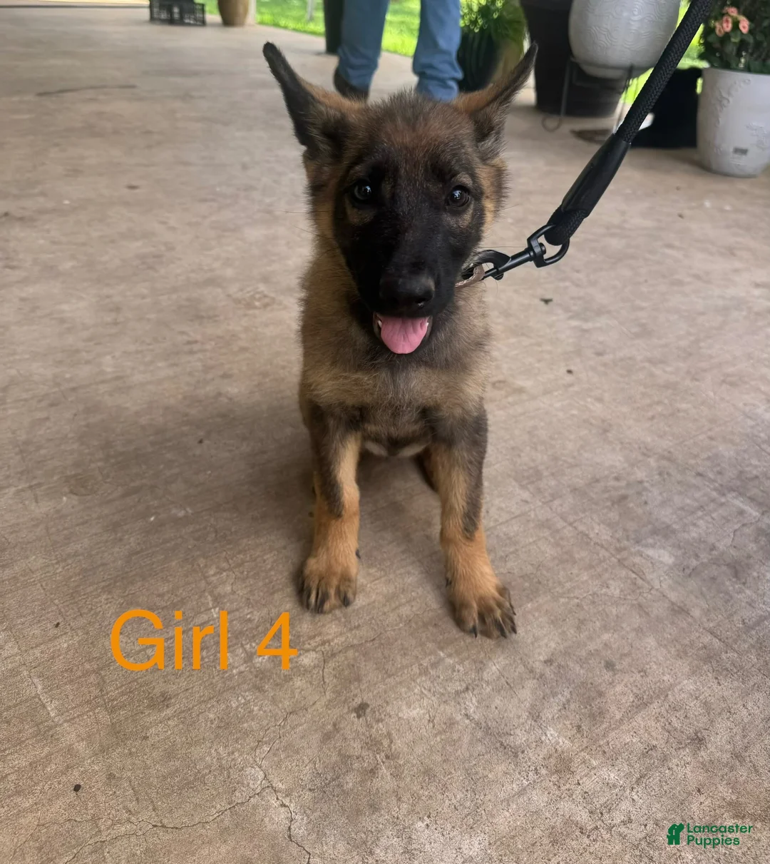 German Shepherd dogs for sale: German Shepherd 1 - Ad 1