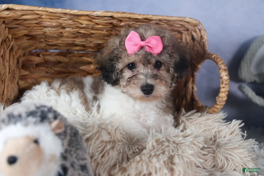 Bichpoo dogs for sale: Sweetheart - Ad 8