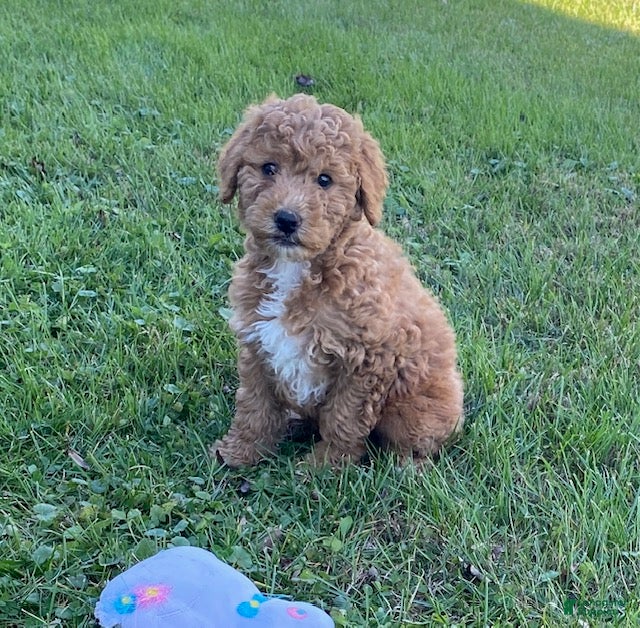 Mini Goldendoodle dogs Kandy - Ad 25