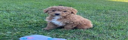 Mini Goldendoodle dogs for sale: Kandy - Ad 1