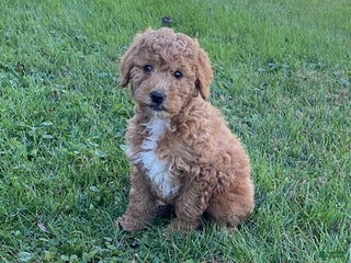 Mini Goldendoodle dogs Kandy - Ad 38