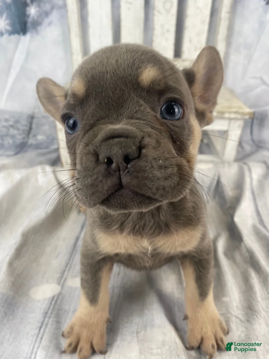 French Bulldog dogs for sale: Zoey - Ad 13