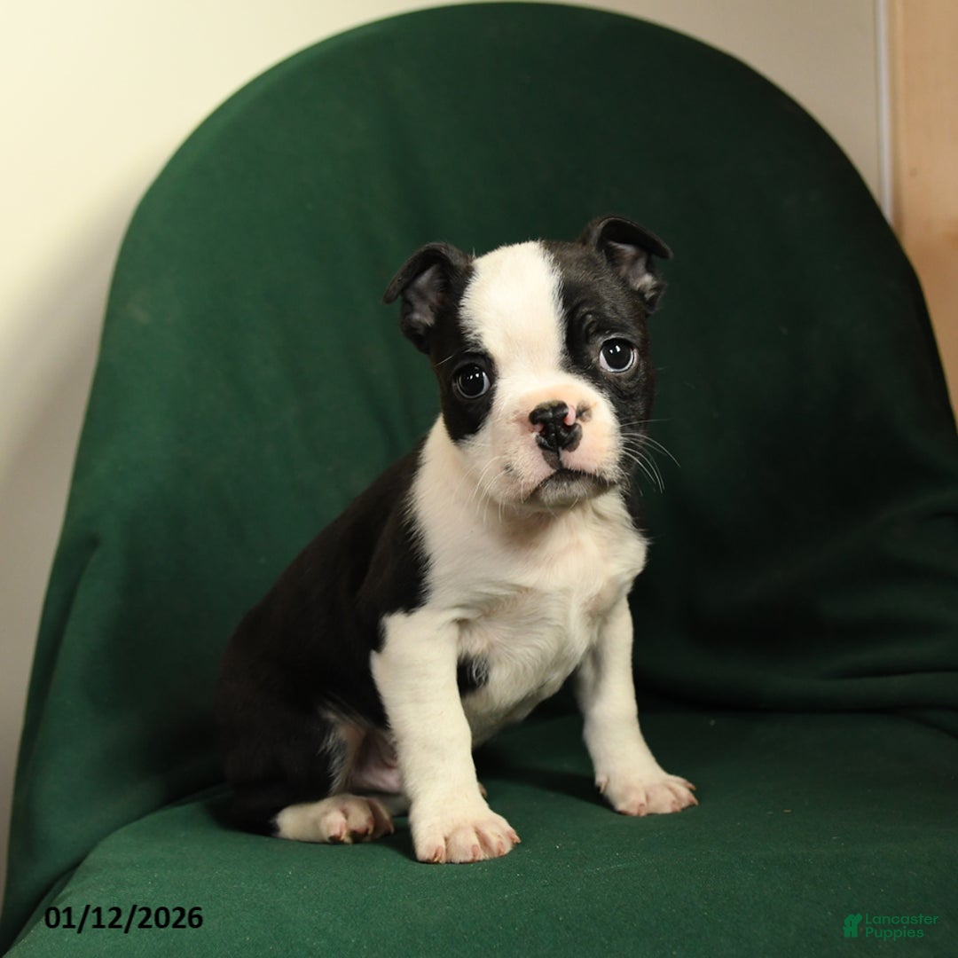 Boston Terrier dogs for sale: Felix - Ad 5
