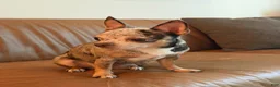 Chihuahua dogs for sale: Molly - Ad 5