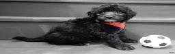 Sheepadoodle dogs for sale: Mason-MEDIUM - Ad 3