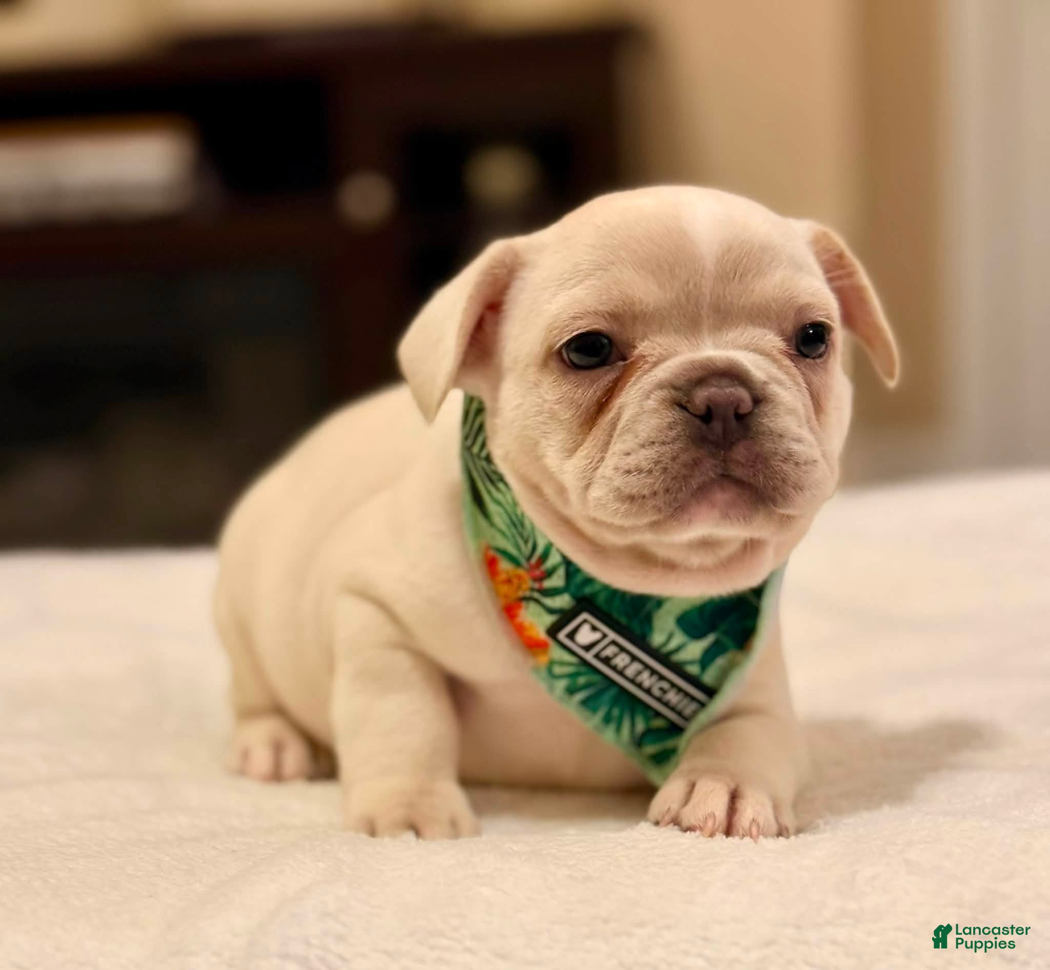 French Bulldog dogs 3 - Lilac Cream Male - Ad 32