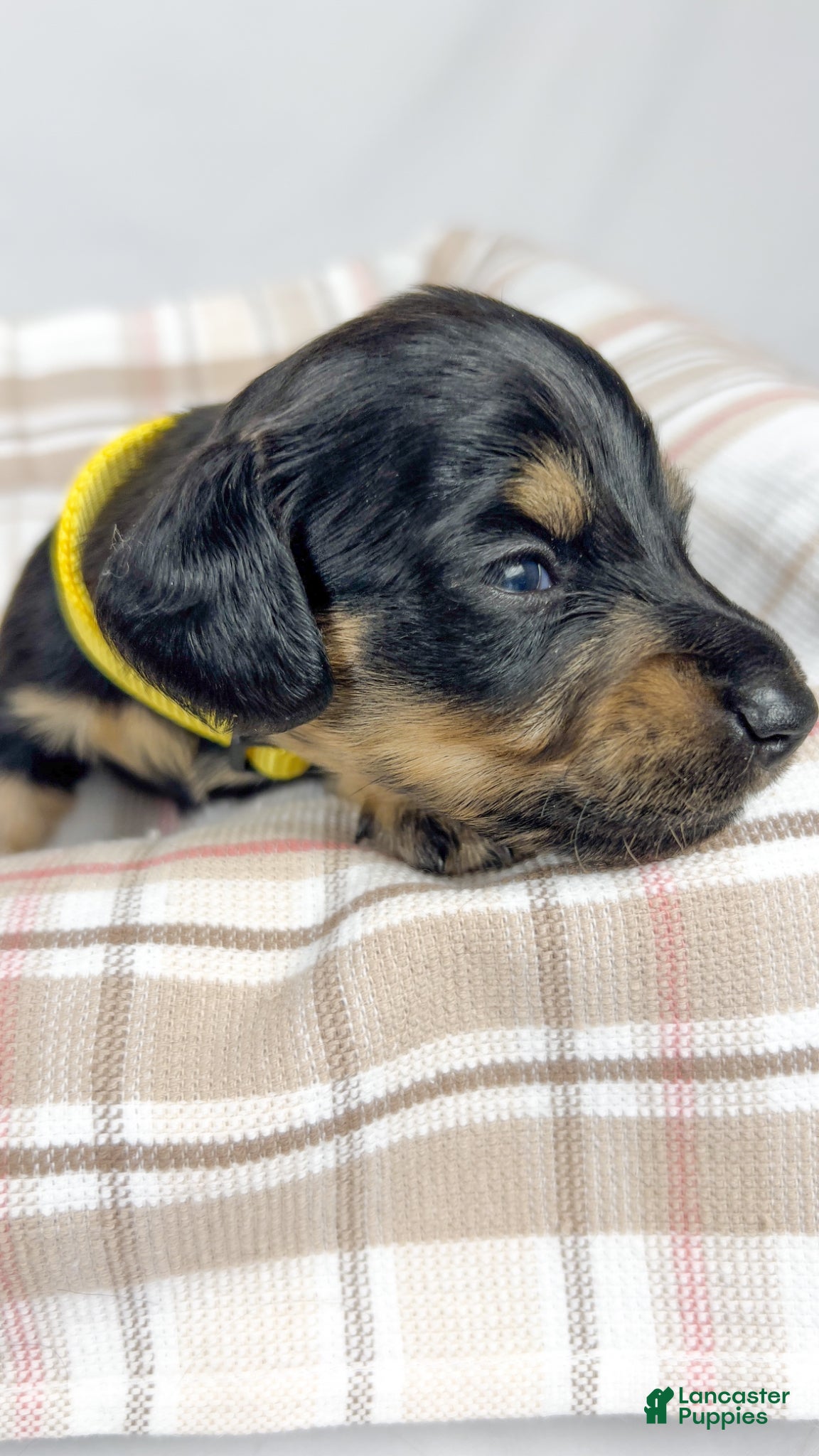 Miniature Dachshund dogs Vanilla - Ad 16
