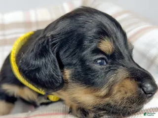 Miniature Dachshund dogs Vanilla - Ad 16