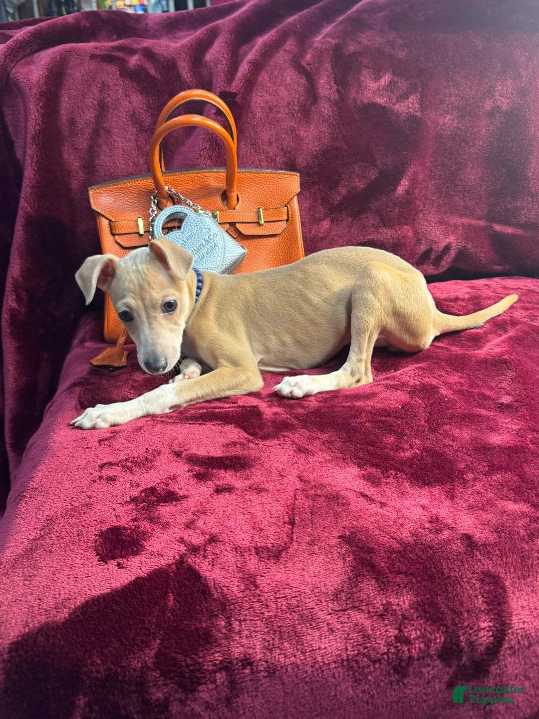Italian Greyhound dogs for sale: Italian Greyhound Puppy 1 - Ad 4