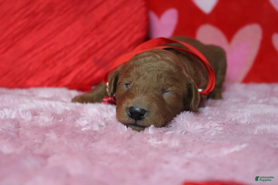 Goldendoodle dogs for sale: Sprite  - Ad 2