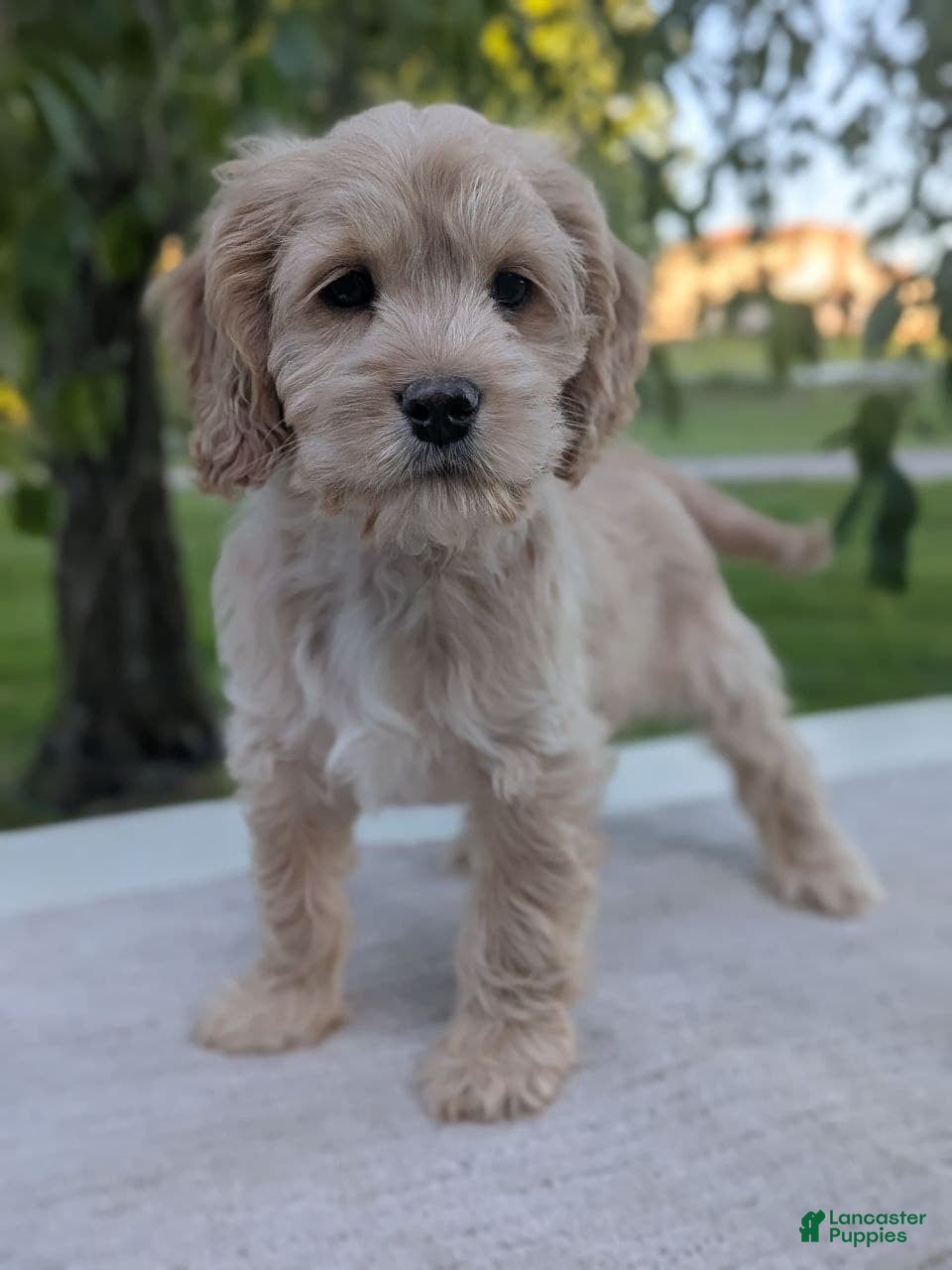 Cockapoo dogs Archie - Ad 1