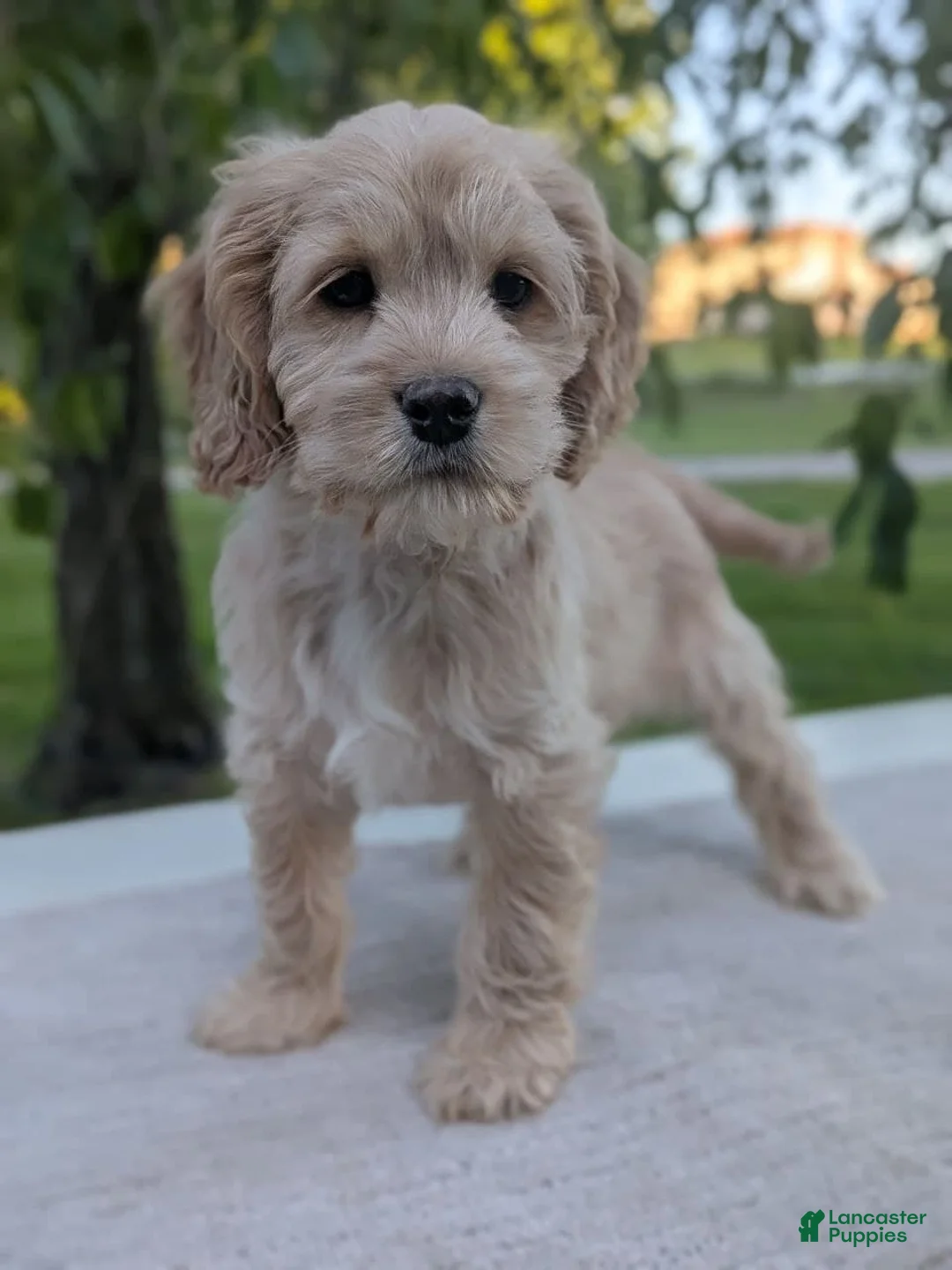 Cockapoo dogs for sale: Archie - Ad 1