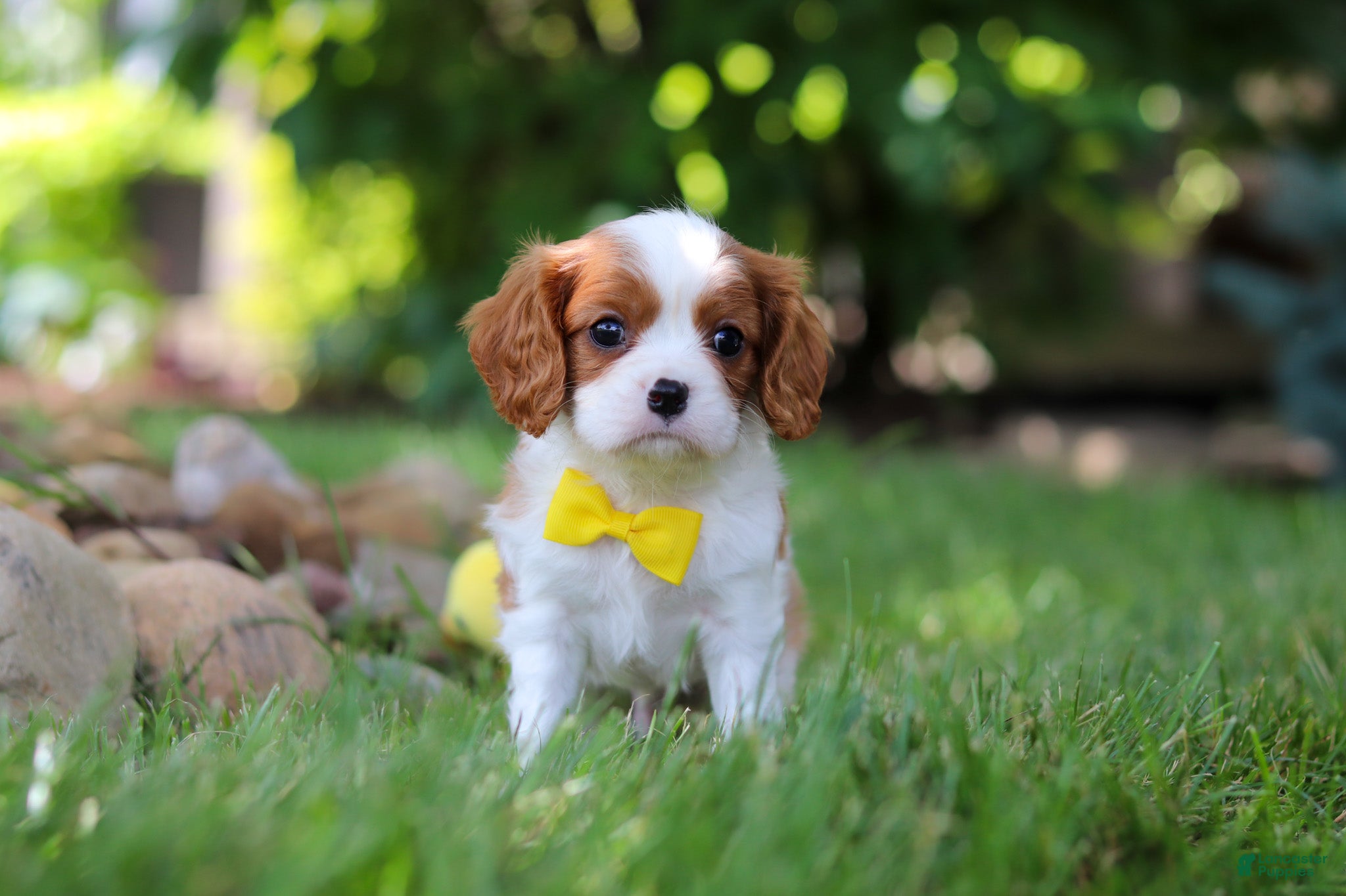 Cavalier King Charles Spaniel dogs Benji - Ad 1