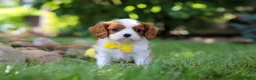 Cavalier King Charles Spaniel dogs for sale: Benji - Ad 1