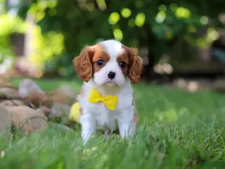Cavalier King Charles Spaniel dogs for sale: Benji - Ad 1