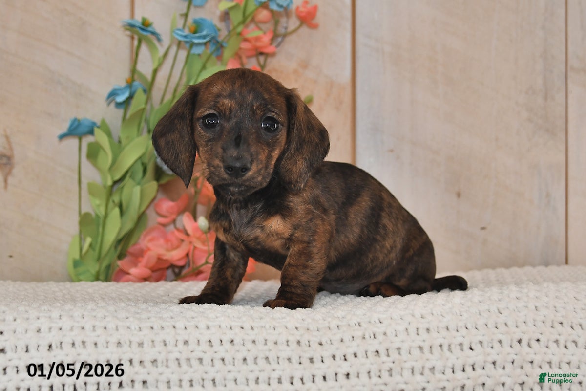 Miniature Dachshund dogs Daisy - Ad 36