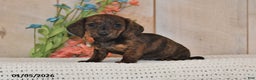Miniature Dachshund dogs for sale: Daisy - Ad 1