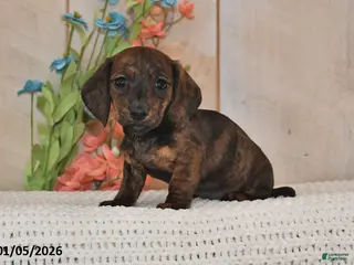 Miniature Dachshund dogs Daisy - Ad 13