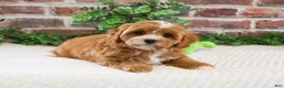 Cavapoo dogs for sale: Shamrock  - Ad 3